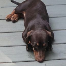 Dachshunds from River Heights Mini Dashound's