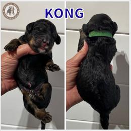 Kong - Phantom male Bernedoodle puppy in Banner Elk, North Carolina from Walnut Tree Bernedoodles