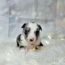 Gouda - Blue merle male Border Collie puppy in Avilla, Indiana from Borderline Kennels
