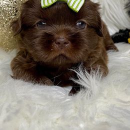 Shih Tzu Puppies from Savage Elegance Texas