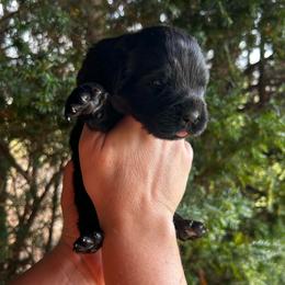 Pink Collar - Black female Newfoundland puppy in New York from Johnson Farms