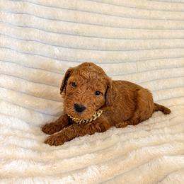 F1B Goldendoodle Barnacle - Red  male Goldendoodle puppy in Redding, California from Casa Delarosa Collective Poodles & Doodles