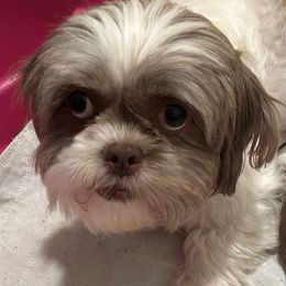 Cookie - Shih Tzu