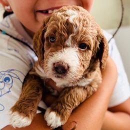 Poppy - Red female Irish Doodle puppy in Pottstown, Pennsylvania from Willow-Be Doodles