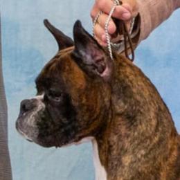 Ziggy - Boxer