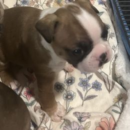 Hudson - Seal and white Boston Terrier puppy in Nottingham, New Hampshire from Brenda Wilber’s Bostons