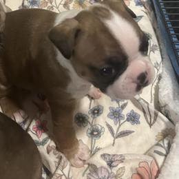 Hudson - Seal and white Boston Terrier puppy in Nottingham, New Hampshire from Brenda Wilber’s Bostons