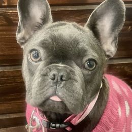 French Bulldogs from P’s Bullytroops