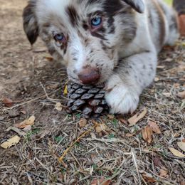 Australian Shepherd Puppies from Southern Boy Blues Aussies