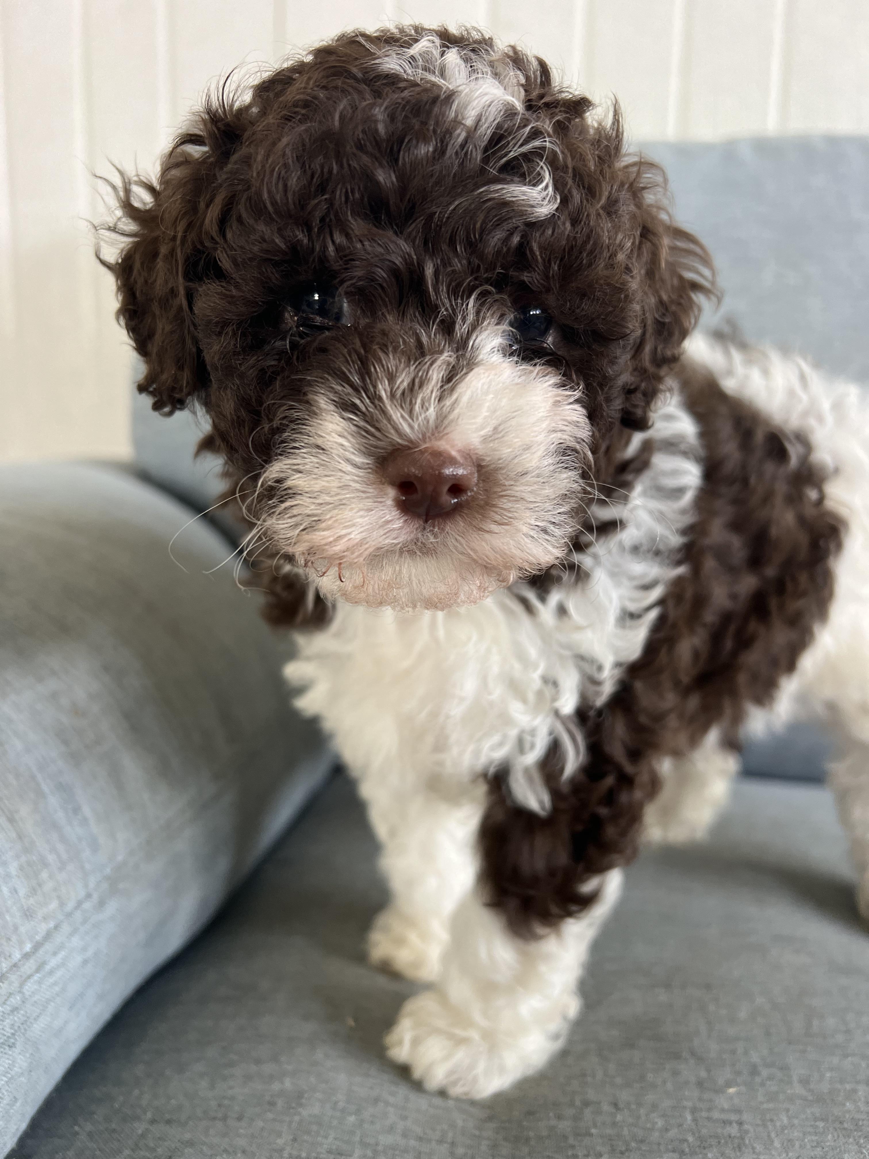 Jane's Cavapoos in New Jersey | Cavapoo puppies | Good Dog