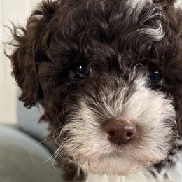 Cavapoos from Jane Wells