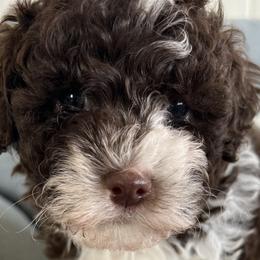 Cavapoos from Jane Wells