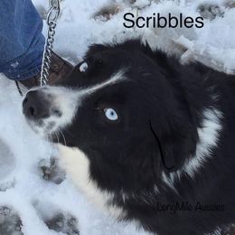 Scribbles - Miniature Australian Shepherd