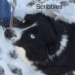 Scribbles - Miniature Australian Shepherd