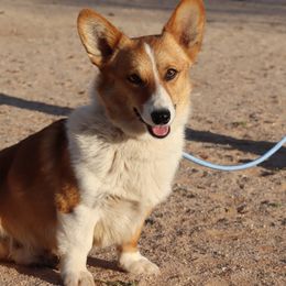 Australian Cattle Dogs, Australian Shepherds, Miniature Australian Shepherds, and Pembroke Welsh Corgis from Soqui Ortiz Cattle Ranch