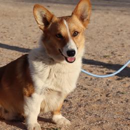 Australian Cattle Dogs, Australian Shepherds, Miniature Australian Shepherds, and Pembroke Welsh Corgis from Soqui Ortiz Cattle Ranch
