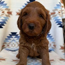 Kala ( Green collar boy) - Red  male Goldendoodle puppy in Phelan, California from High Desert Doodles - the original
