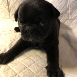 Companion Cross Puppies from Schuster's Pups