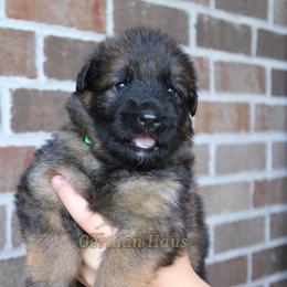 Green Collar - Black and red male German Shepherd puppy in Mount Vernon, Missouri from German Haus German Shepherds LLC