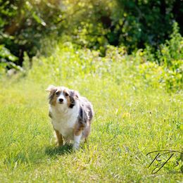 Dakota - Australian Shepherd