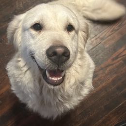 Angel - Golden Retriever