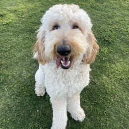 Cairo - Goldendoodle
