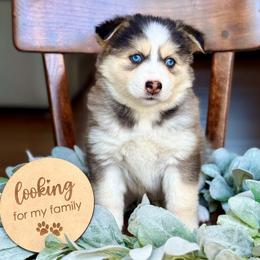 Emerald - Gray and white female Pomsky puppy in Antioch, California from Golden State Pomskies