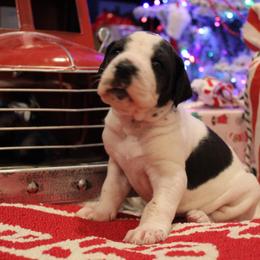 Spots - Black and white male Great Dane puppy in Albuquerque, New Mexico from Legacy Danes