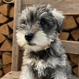 Ruby - Salt and pepper female Miniature Schnauzer puppy in Frankford, Delaware from Miniature Schnauzers of Delmarva
