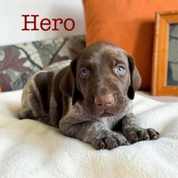 Hero - Liver roan male German Shorthaired Pointer puppy in Polk City, Florida from Yates’ GSP