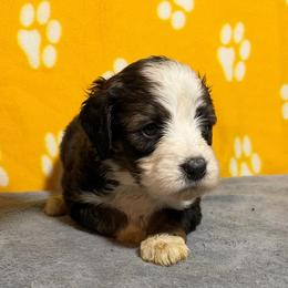 Chloe - Tri-color female Bernedoodle puppy in Battle Creek, Michigan from T-Rose’s Bernedoodle & Pomsky Puppies