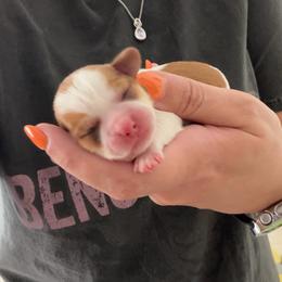 Missy - Red and white female Shih Tzu puppy in Connersville, Indiana from Sugar and Spice Shihtzus