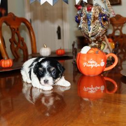 Toby Keith - Black and white male Havanese puppy in Hamptonville, North Carolina from Alabama Havanese Kennel