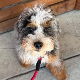 Titanium - Blue merle male Bernedoodle puppy in Concord, California from Golden State Good Dogs