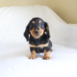 Jill - Black and tan female Dachshund puppy in Fredericksburg, Ohio from William's Dachshunds