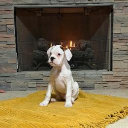 Devon - White male Boxer puppy in Kirskville, Missouri from Elevated Boxers