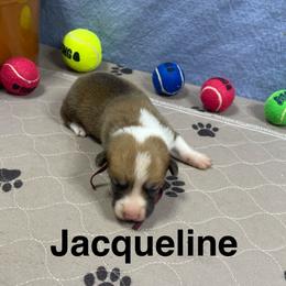 Jacqueline - Red female Pembroke Welsh Corgi puppy in Apison, Tennessee from Ashmore Corgis