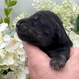 Flick - Black and cream male Dachshund puppy in Exeter, California from Sawtooth Miniature Dachshunds