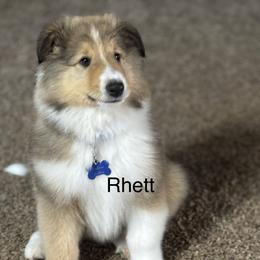 Hank - Sable and white male Collie puppy in Norris City, Illinois from Hoskins Collies