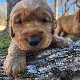 Whiskey - Dark golden male Golden Retriever puppy in Texas from Copperhead Creek Goldens