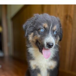 Male 1 - Black tri-color male Australian Shepherd puppy in Smithville, Arkansas from Harris Farms and Aussies