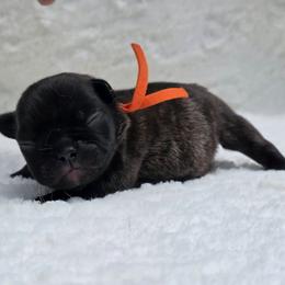 Orange collar - Brindle male French Bulldog puppy in Polk City, Florida from Best Friend Frenchies, LLC