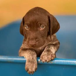 HUDSON - German Shorthaired Pointer puppy in Onalaska, Washington from Boonies Farms