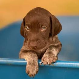 HUDSON - German Shorthaired Pointer puppy in Onalaska, Washington from Boonies Farms