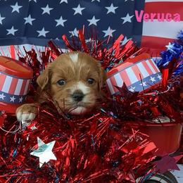 Varuca - Red female Cockapoo puppy in Connersville, Indiana from MoonShine Babies