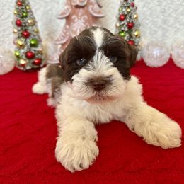 Miniature Schnauzer Puppies from Dixie Pearl Schnauzers