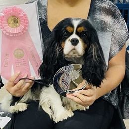 Archie - Cavalier King Charles Spaniel