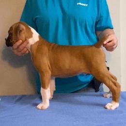 Fawn Male - Fawn male Boxer puppy in Butler, Pennsylvania from Schaible's Boxer Huddle