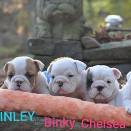 Bulldog and Collie Puppies from Lakewinds Collies & Bulldogs
