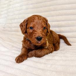 F1B Goldendoodle Bay - Red  male Goldendoodle puppy in Redding, California from Casa Delarosa Collective Poodles & Doodles